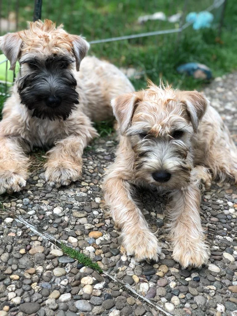 Hunde von Wheaten Vagabond