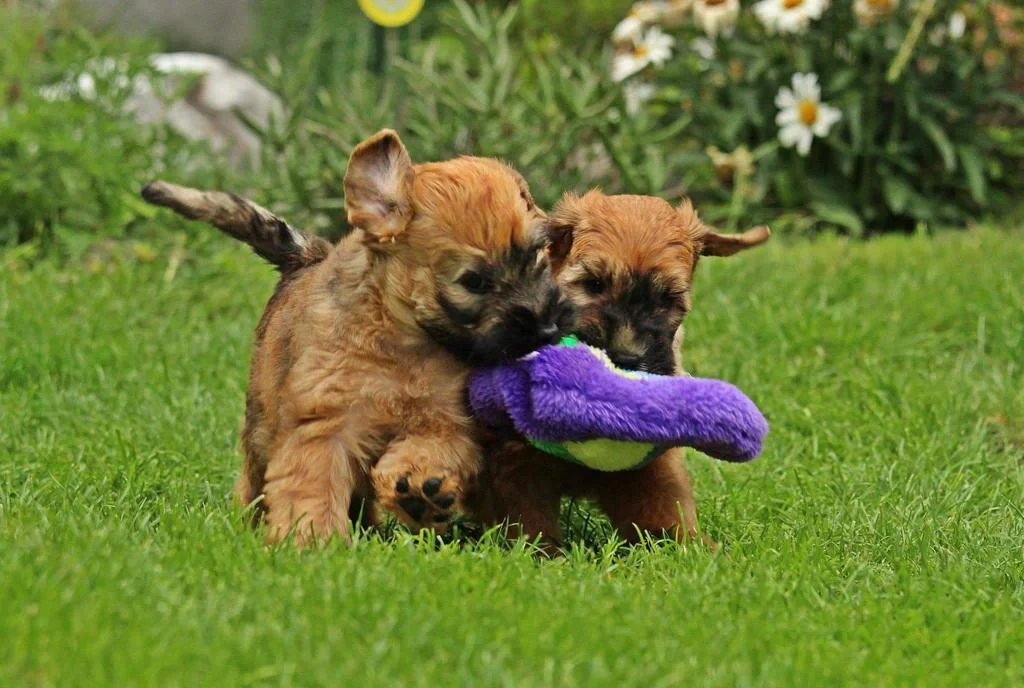 Hunde spielen von Wheaten Vagabond