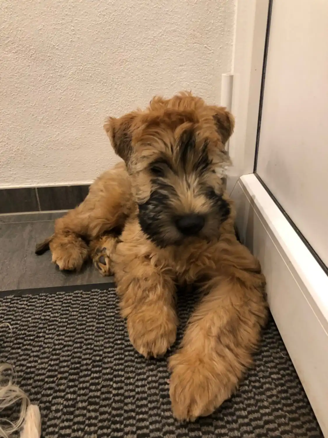 Hunde von Wheaten Vagabond