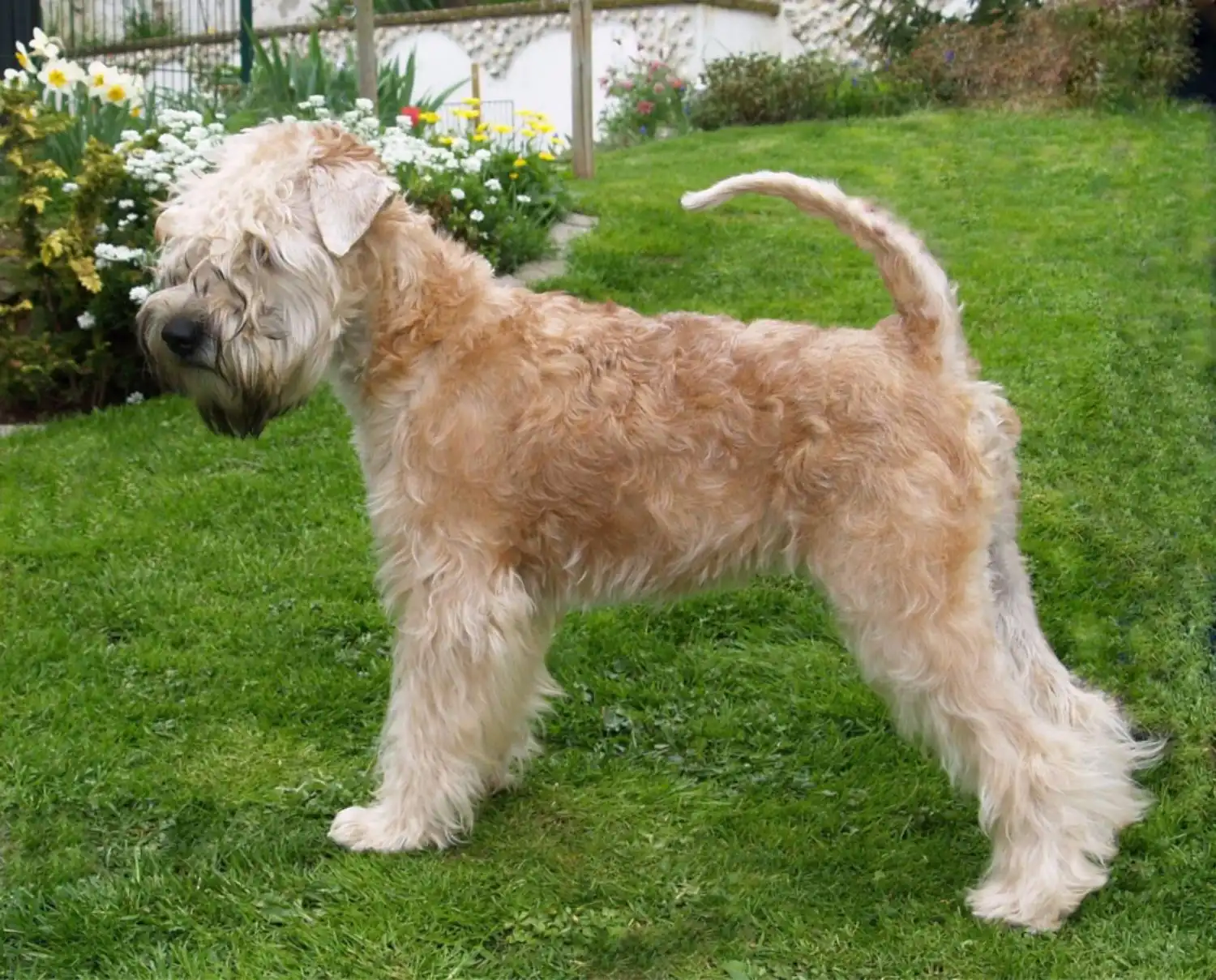 Hunde von Wheaten Vagabond