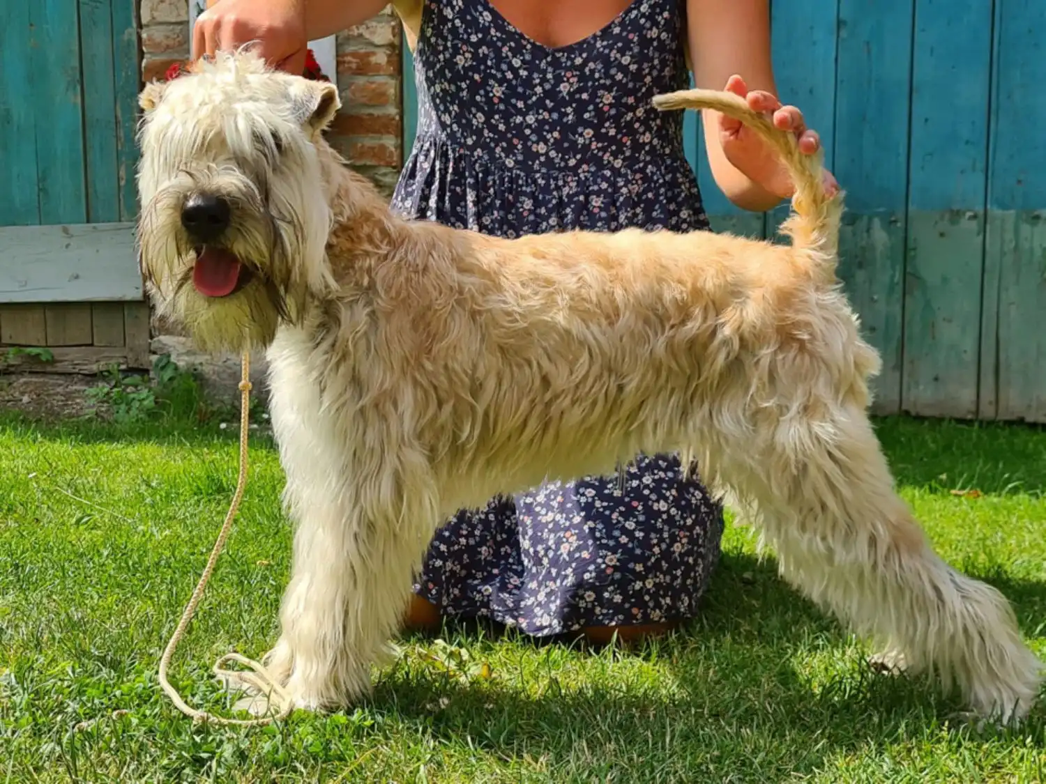 Hunde von Wheaten Vagabond