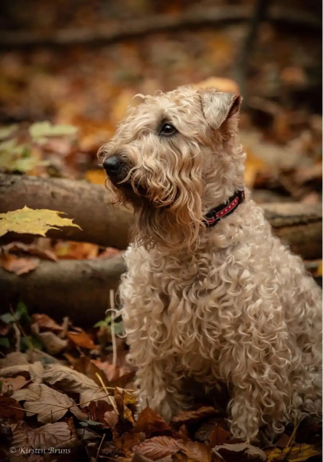 Hunde von Wheaten Vagabond