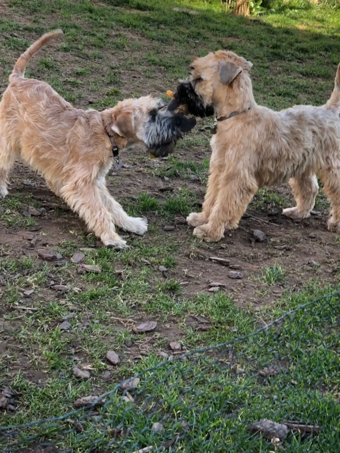 Hunde von Wheaten Vagabond