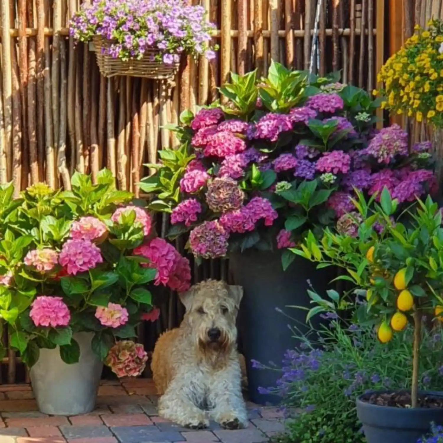 Hunde von Wheaten Vagabond