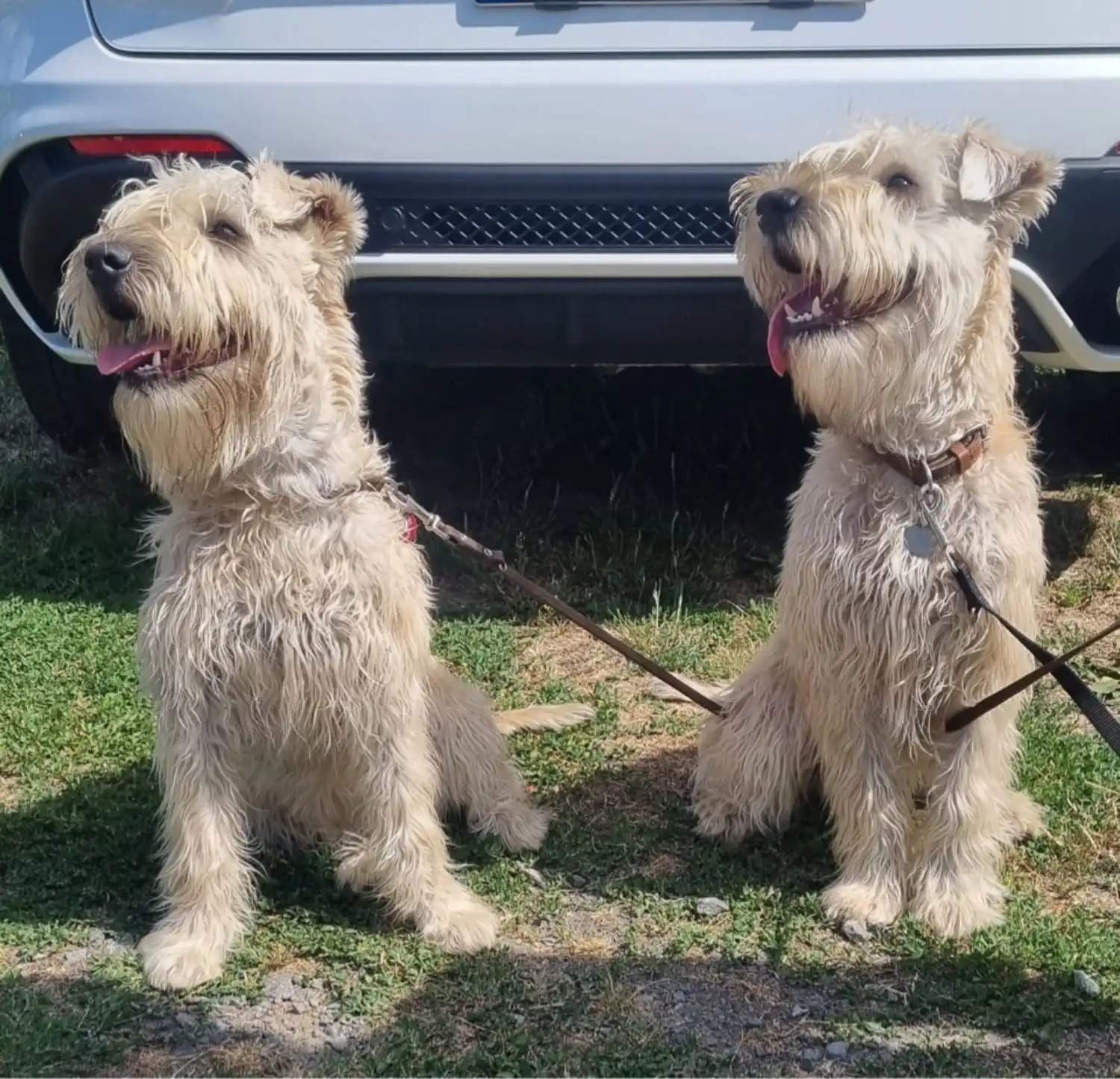 Hunde von Wheaten Vagabond