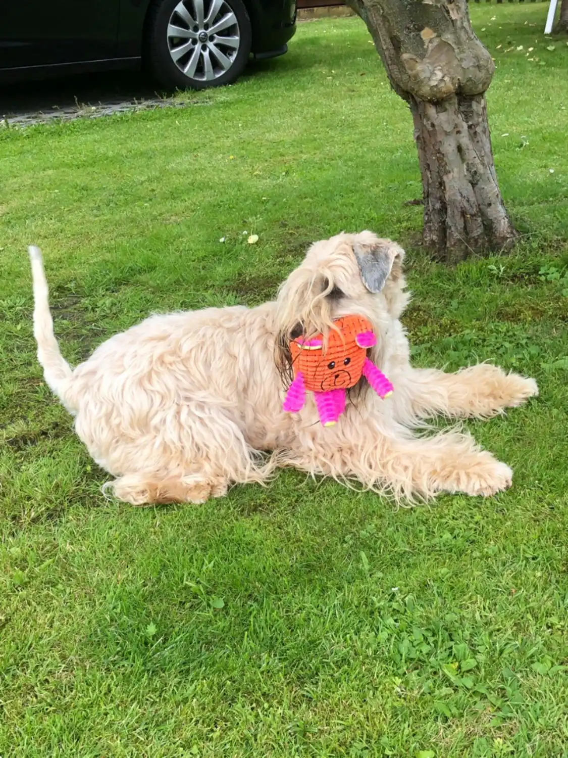 Hunde von Wheaten Vagabond