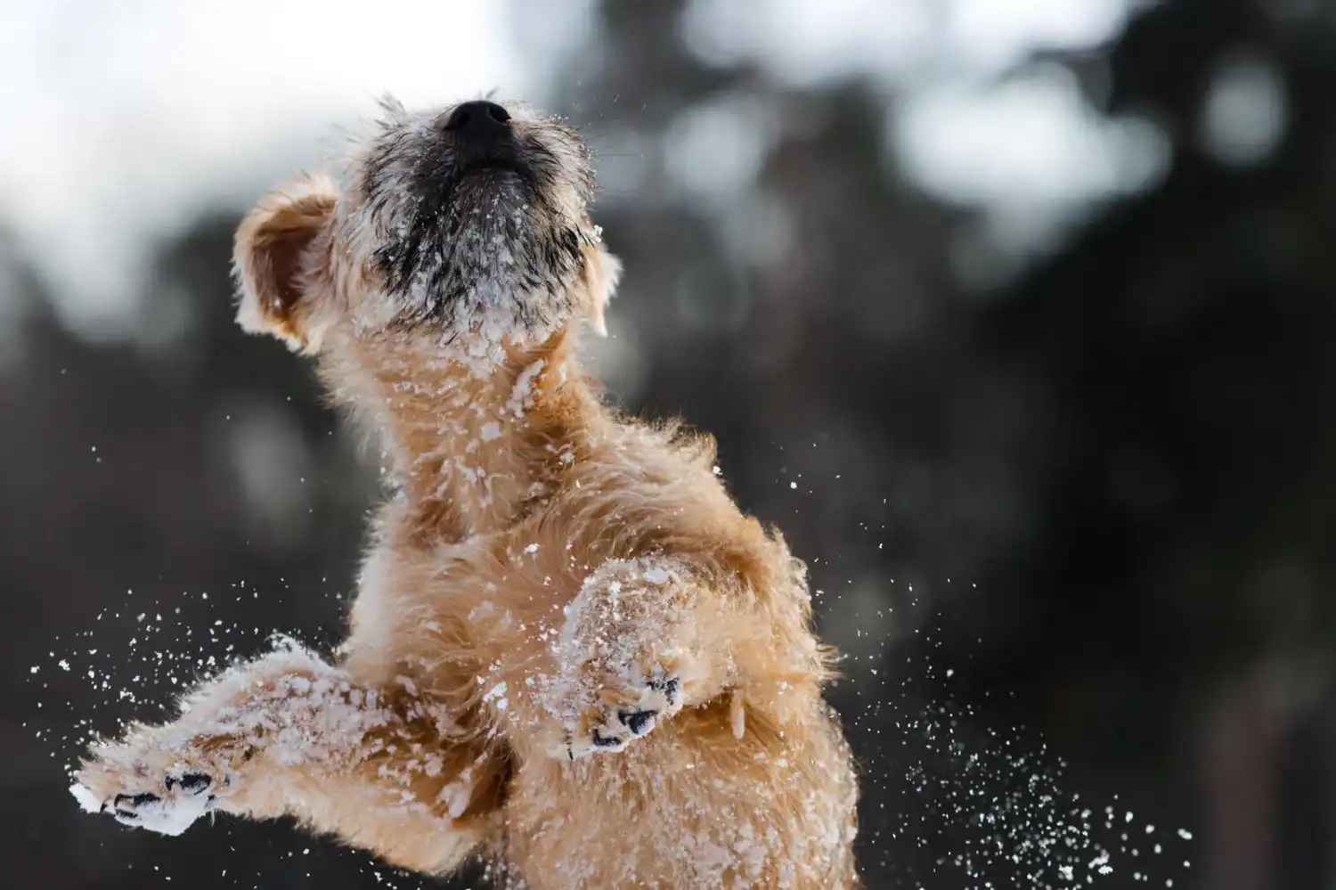 Hunde von Wheaten Vagabond