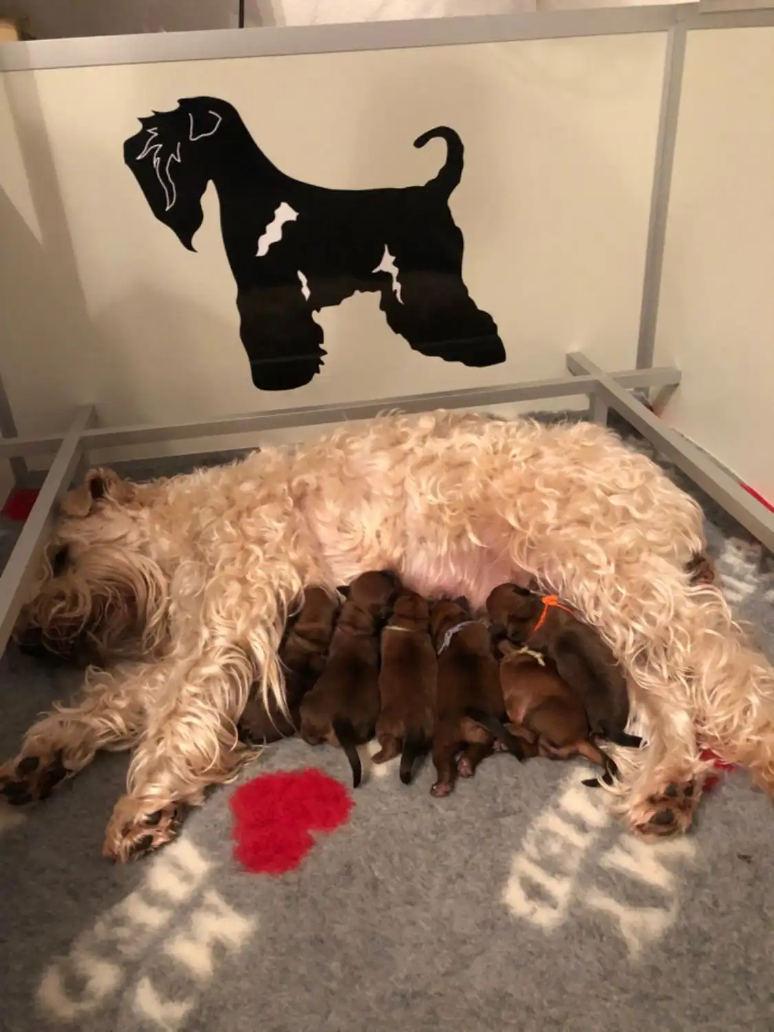 Hunde von Wheaten Vagabond