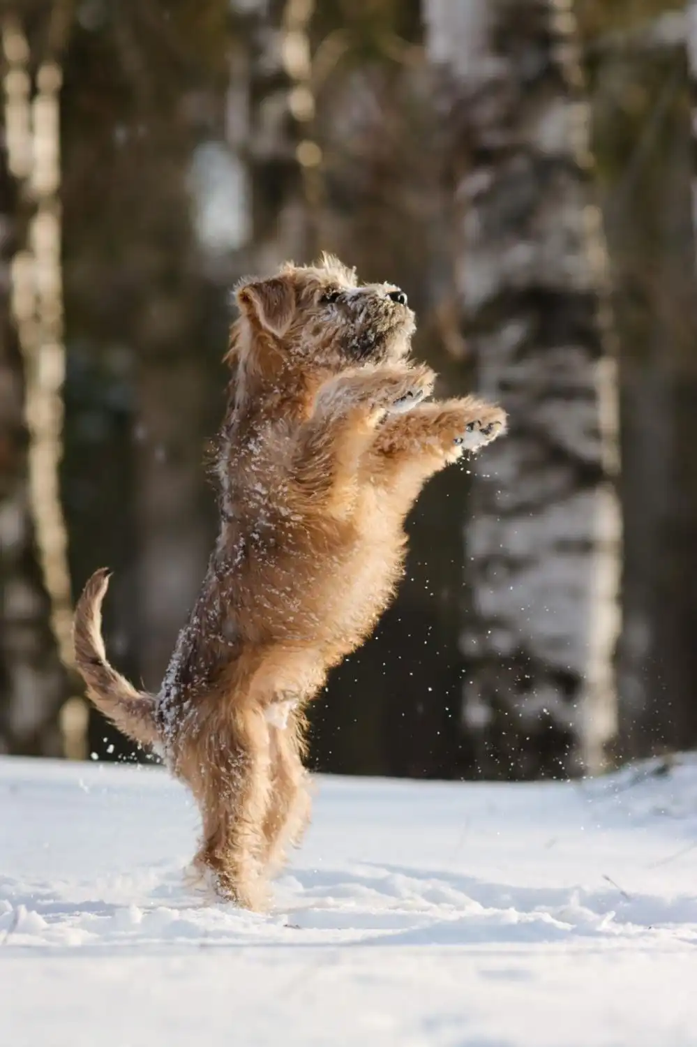 Hunde von Wheaten Vagabond