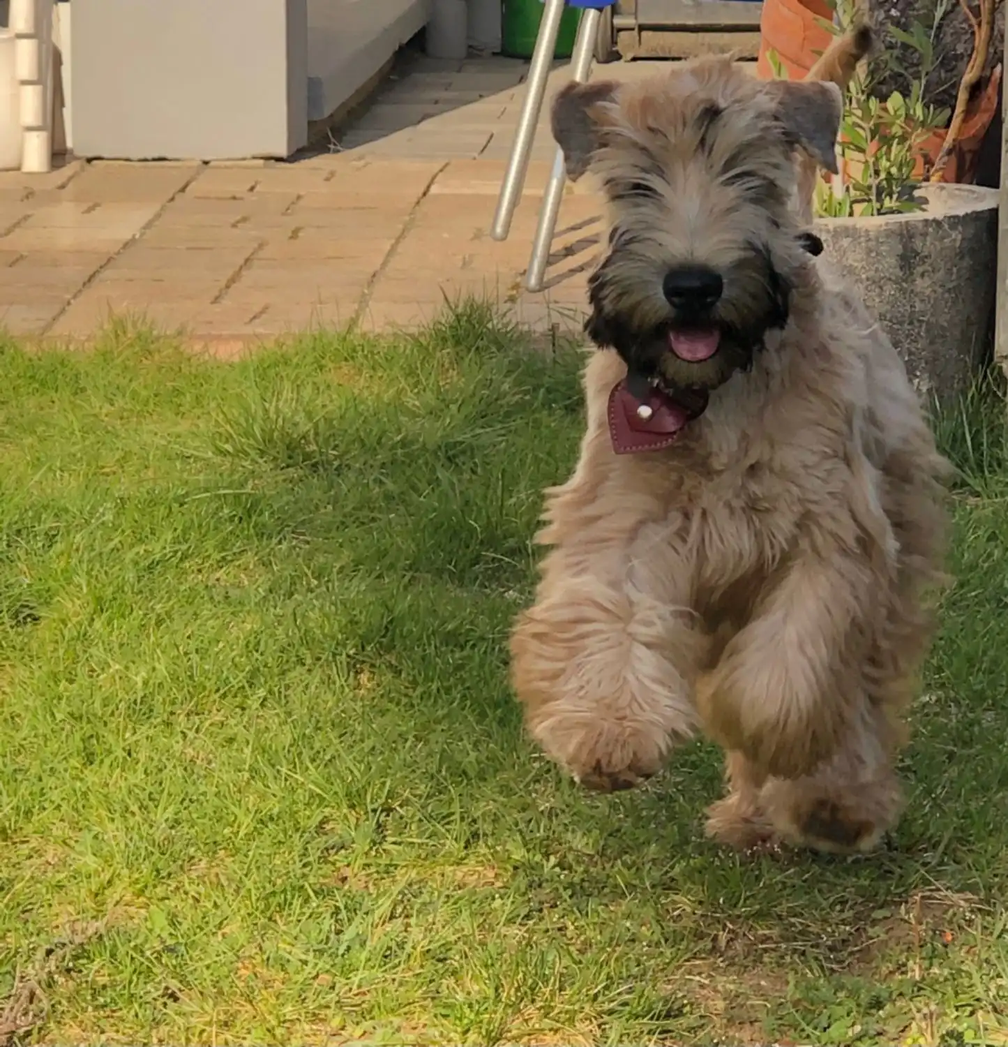 Hunde von Wheaten Vagabond