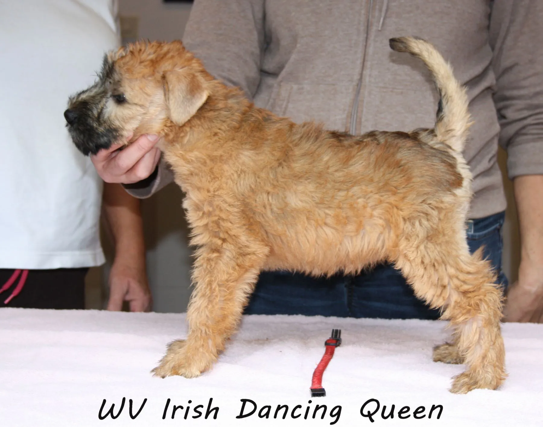 Wurf I von Wheaten Vagabond