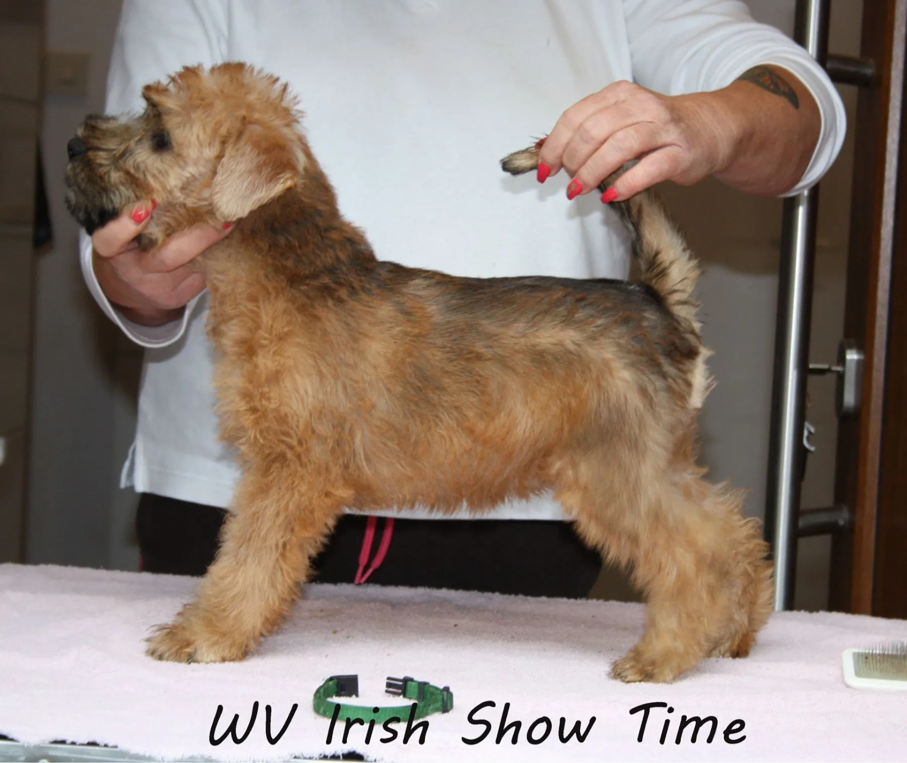Wurf I von Wheaten Vagabond