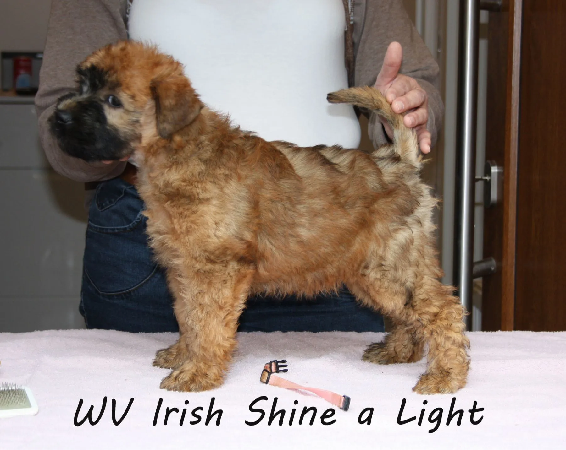 Wurf I von Wheaten Vagabond