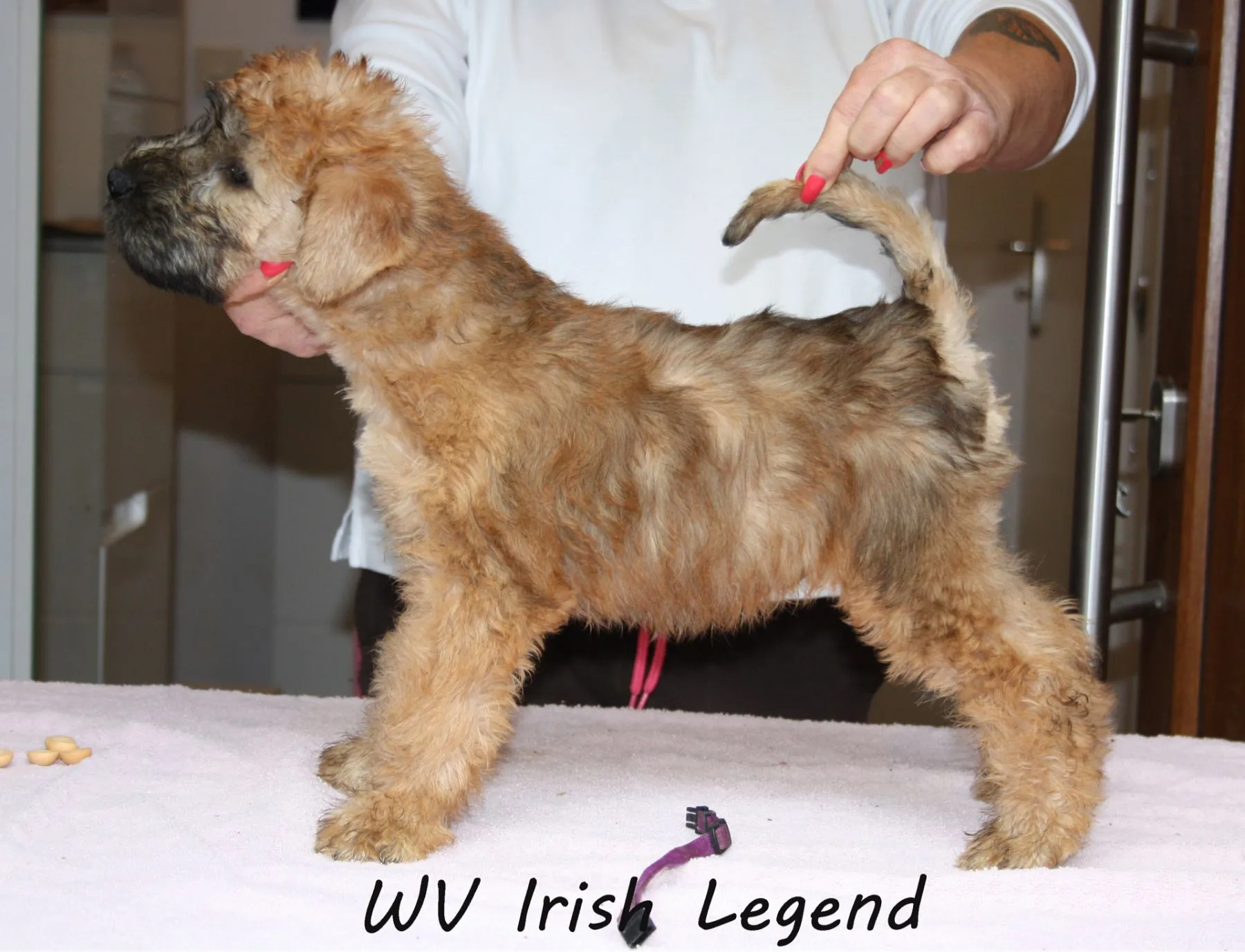 Wurf I von Wheaten Vagabond