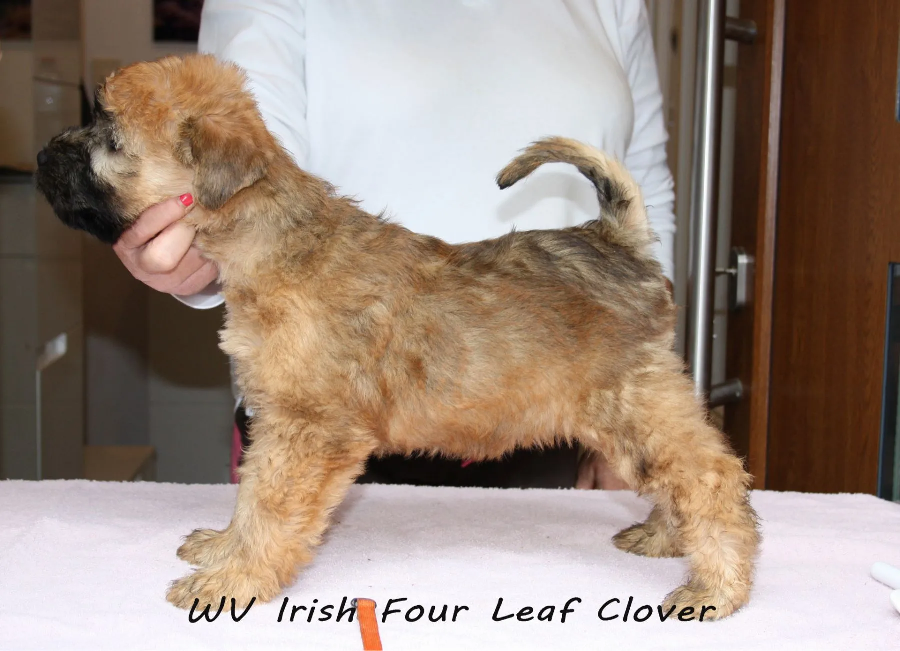 Wurf I von Wheaten Vagabond