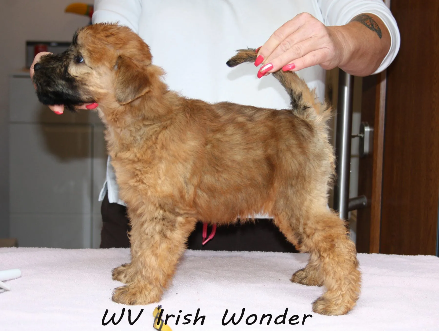 Wurf I von Wheaten Vagabond