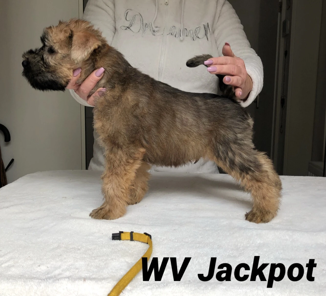 Wurf J von Wheaten Vagabond