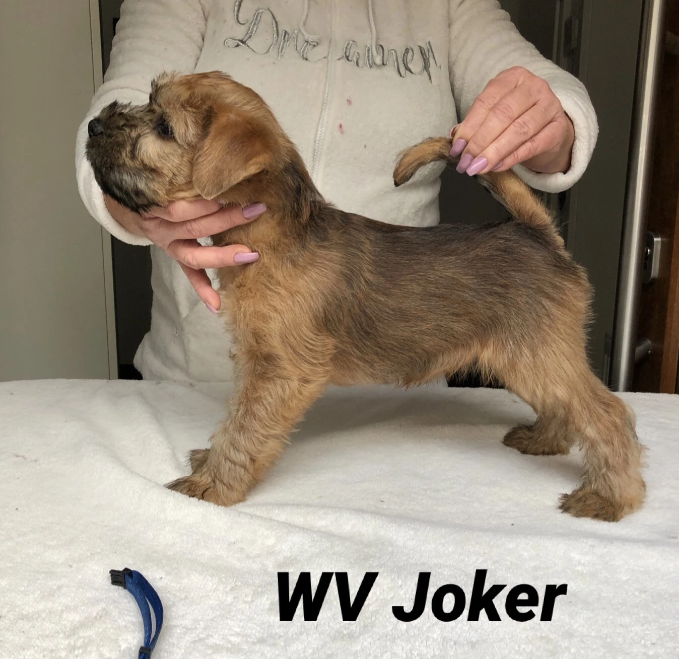Wurf J von Wheaten Vagabond