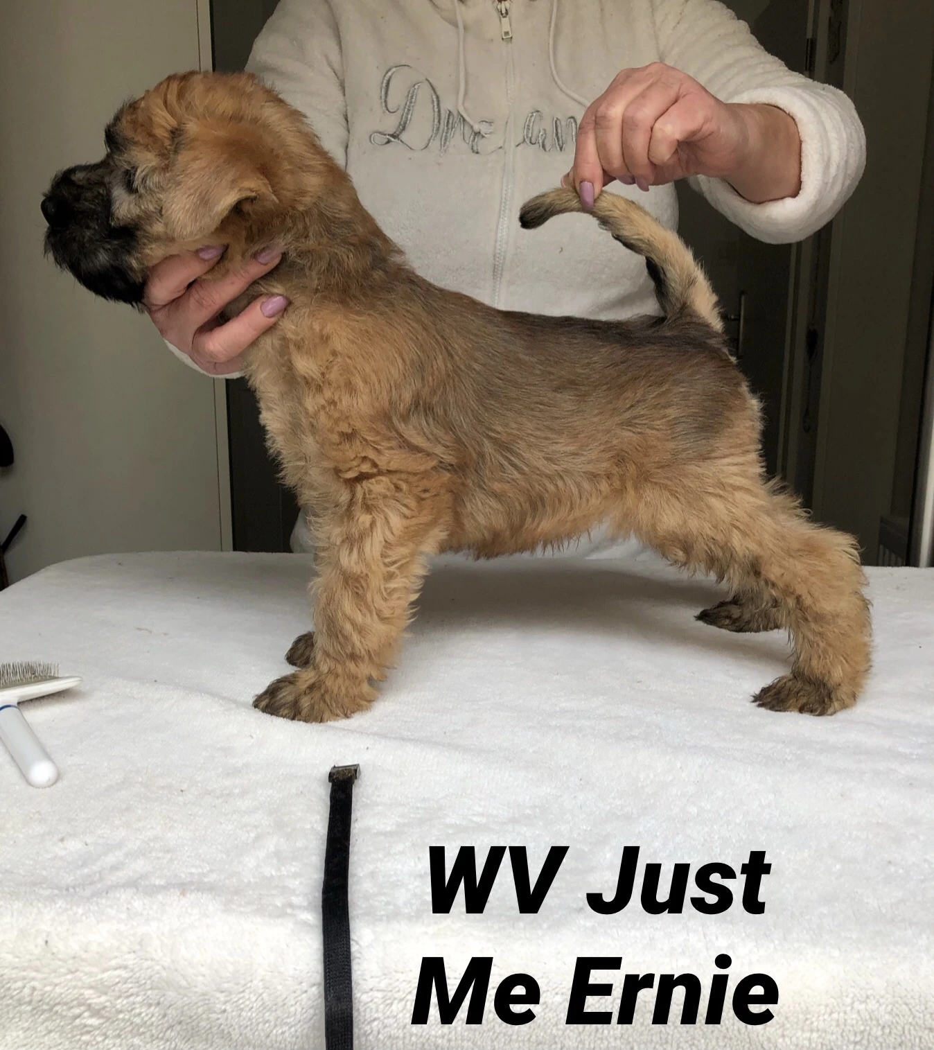 Wurf J von Wheaten Vagabond