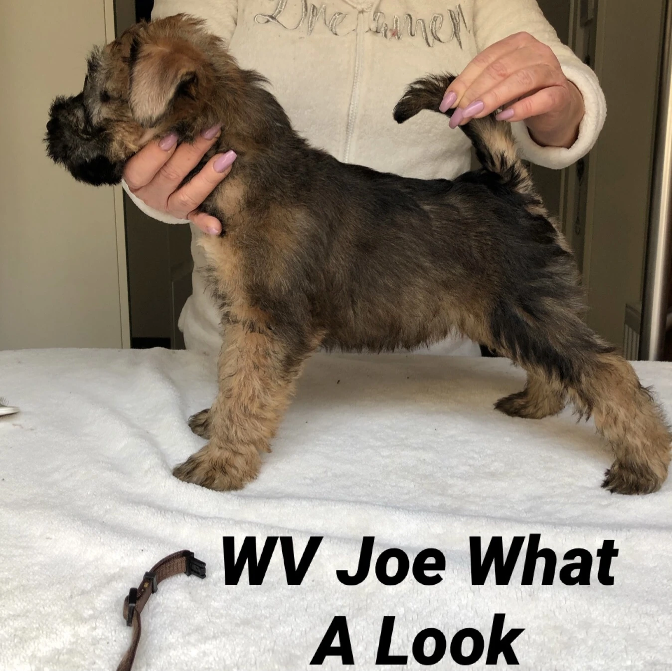 Wurf J von Wheaten Vagabond