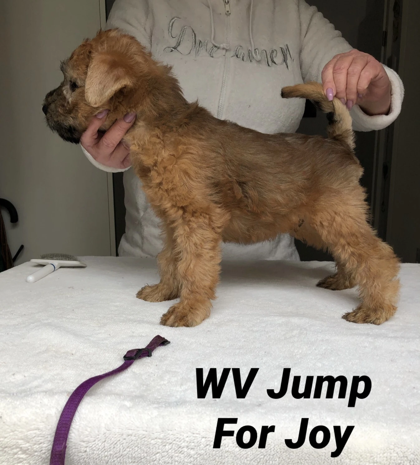 Wurf J von Wheaten Vagabond