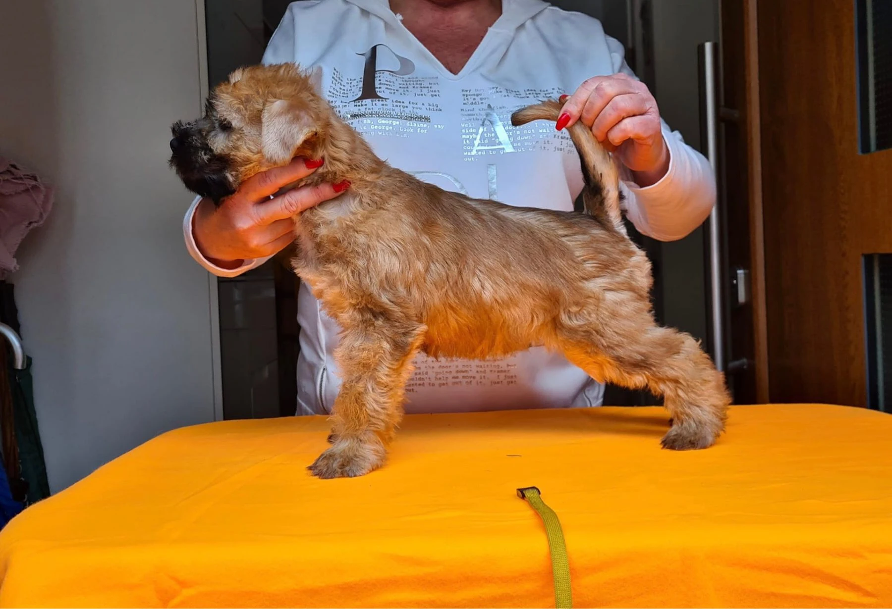 Wurf k von Wheaten Vagabond
