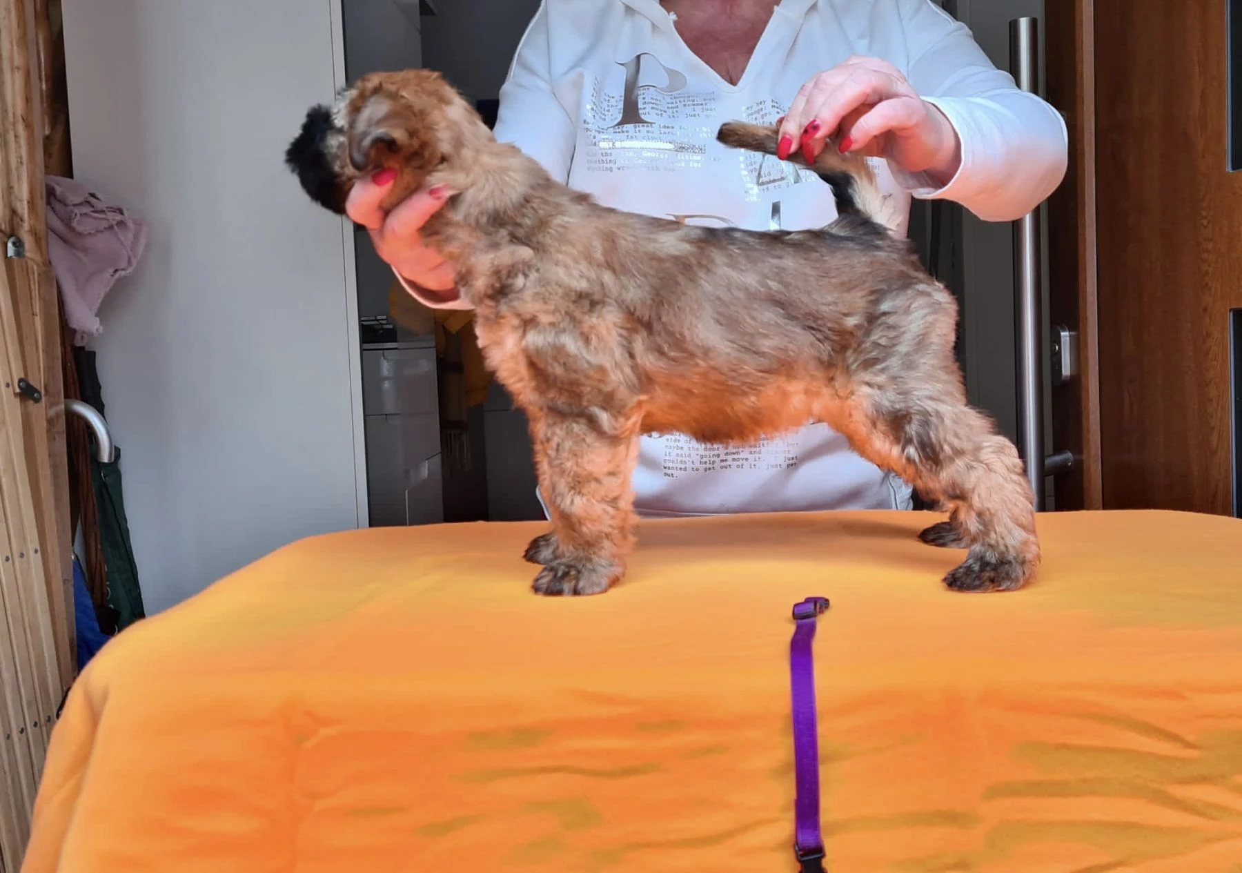 Wurf k von Wheaten Vagabond