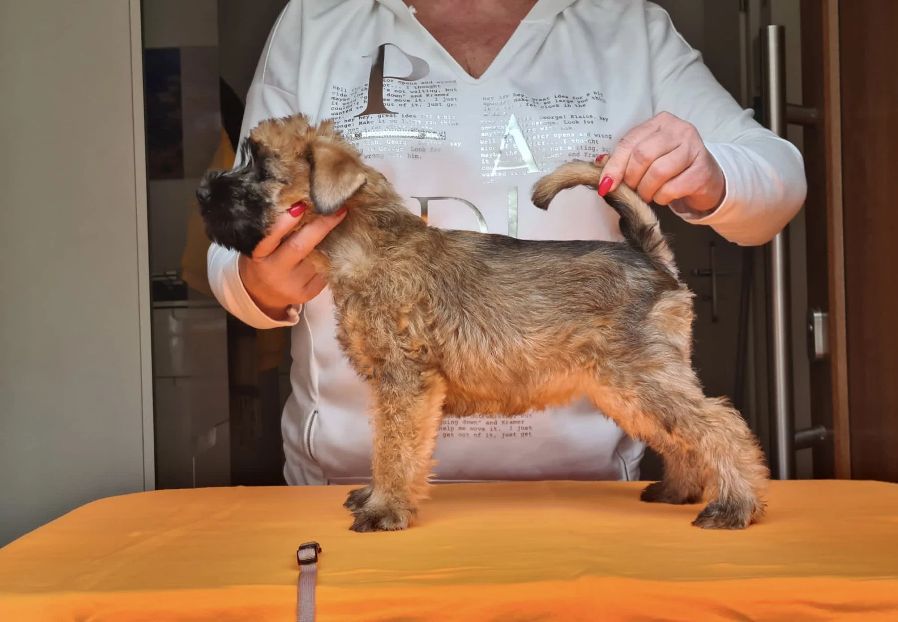 Wurf k von Wheaten Vagabond