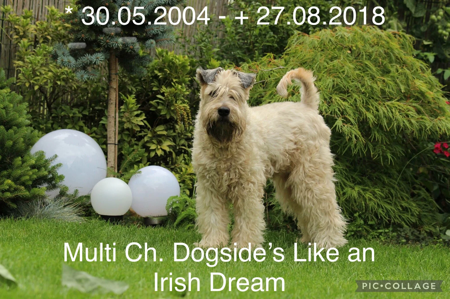 Hunde von Wheaten Vagabond