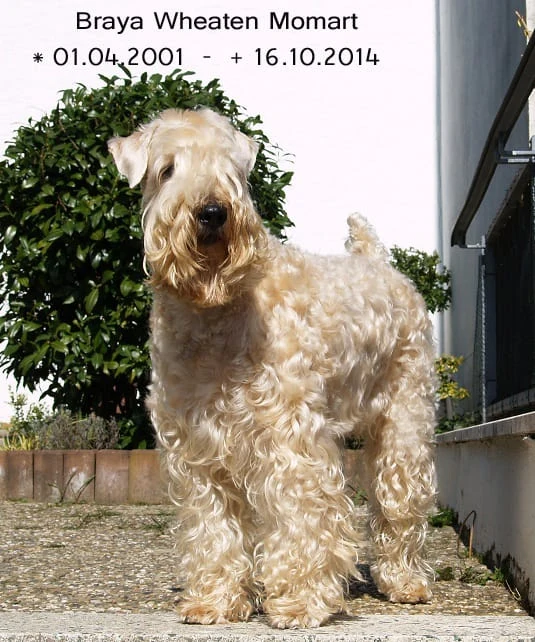braya wheaten momart