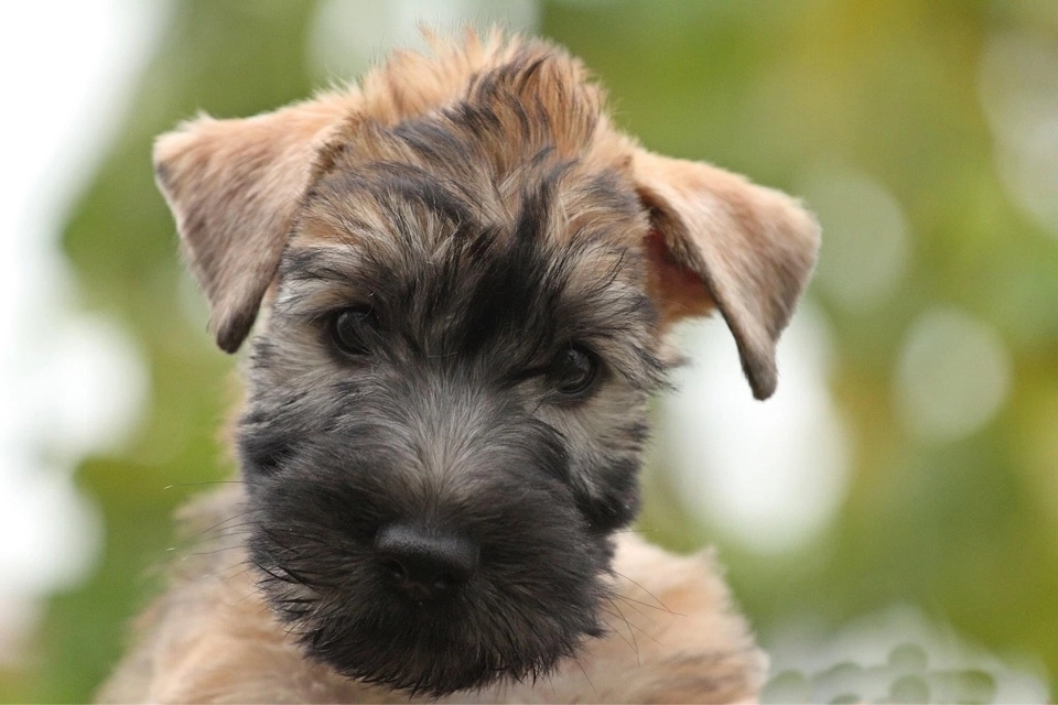Hunde spielen von Wheaten Vagabond