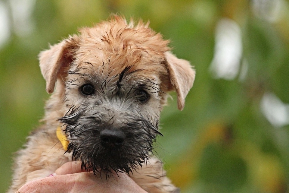 Hunde spielen von Wheaten Vagabond