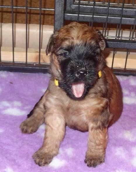 Hunde spielen von Wheaten Vagabond