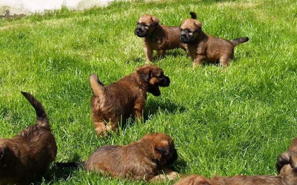 Hunde spielen von Wheaten Vagabond