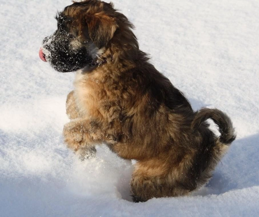 Hunde spielen von Wheaten Vagabond