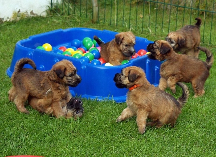 Hunde spielen von Wheaten Vagabond