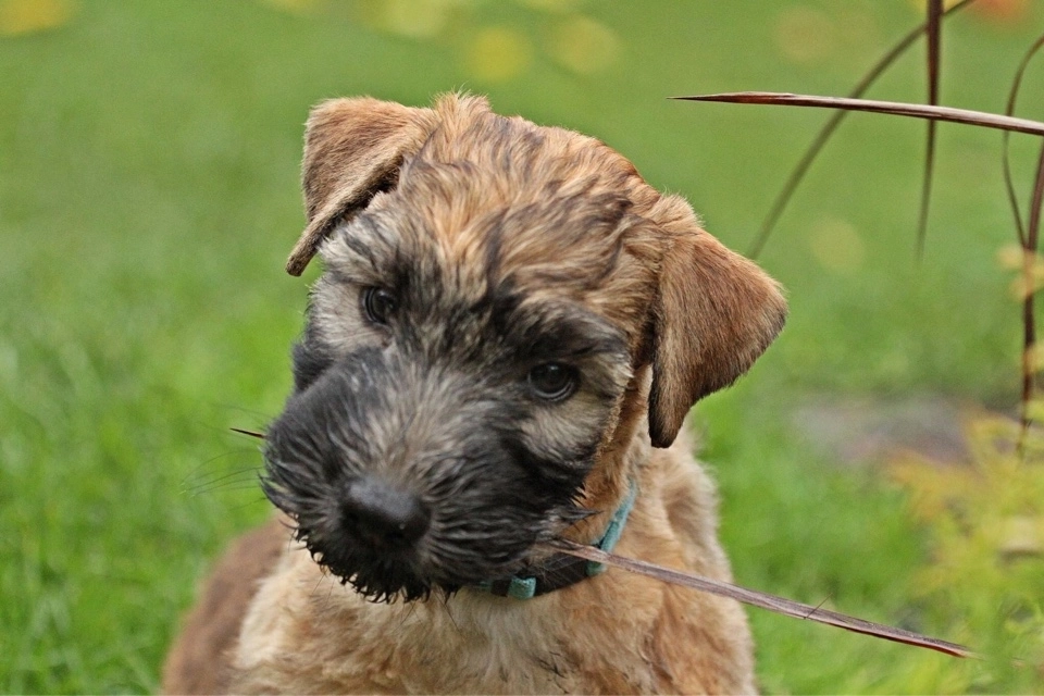 Hunde spielen von Wheaten Vagabond