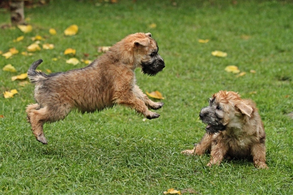 Hunde spielen von Wheaten Vagabond