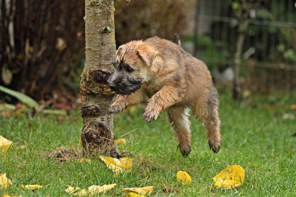 Hunde spielen von Wheaten Vagabond