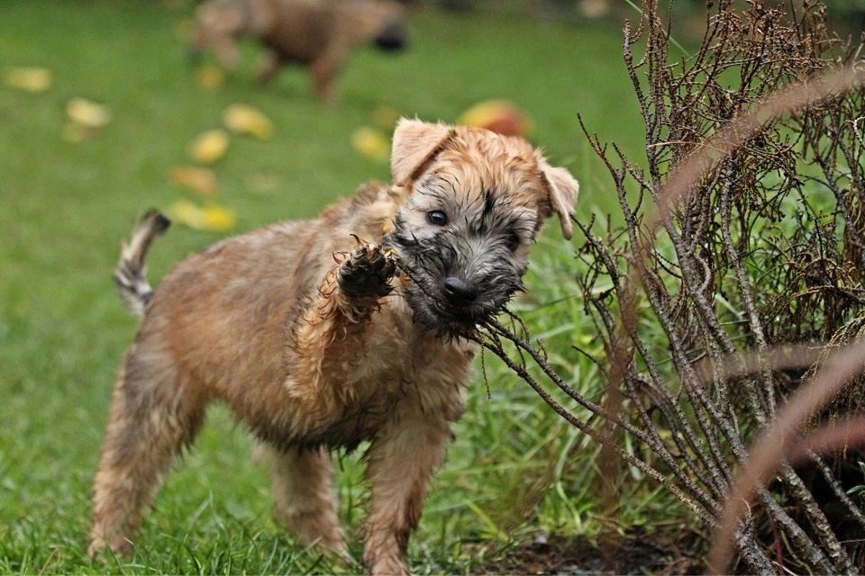 Hunde spielen von Wheaten Vagabond