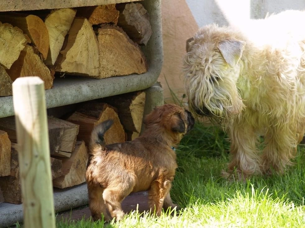 Hunde spielen von Wheaten Vagabond