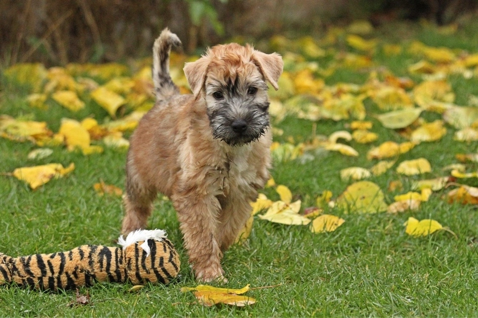 Hunde spielen von Wheaten Vagabond