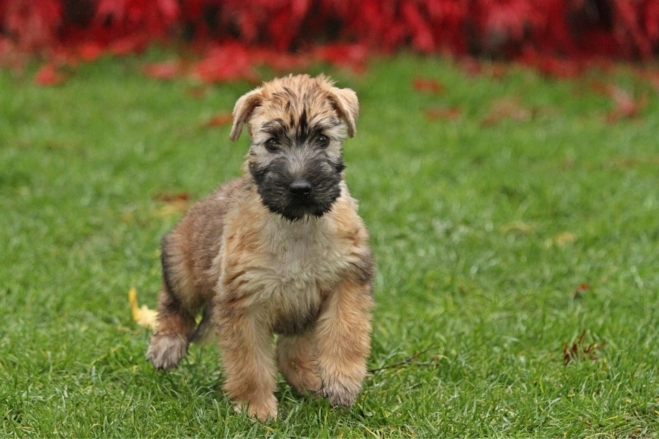 Hunde spielen von Wheaten Vagabond