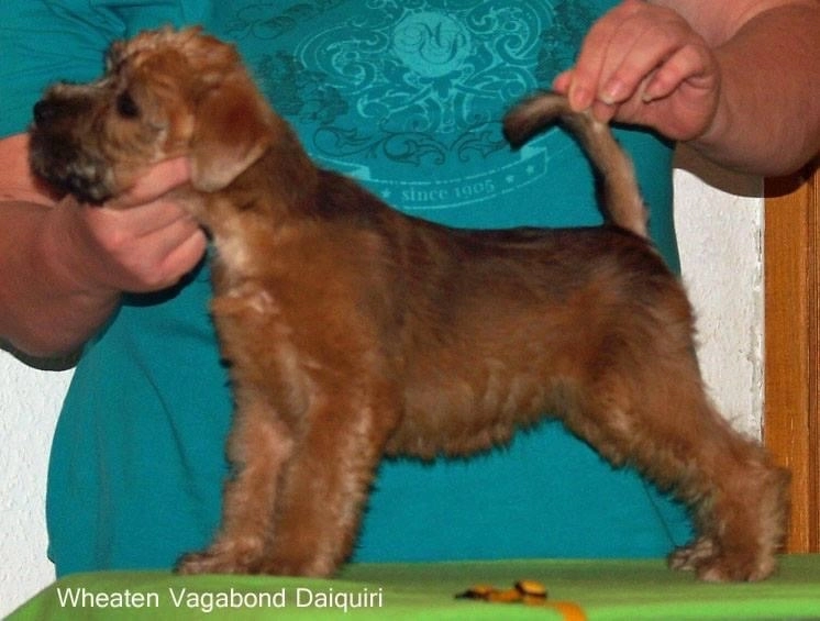 Wurf D von Wheaten Vagabond