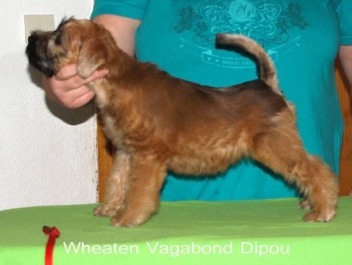 Wurf D von Wheaten Vagabond