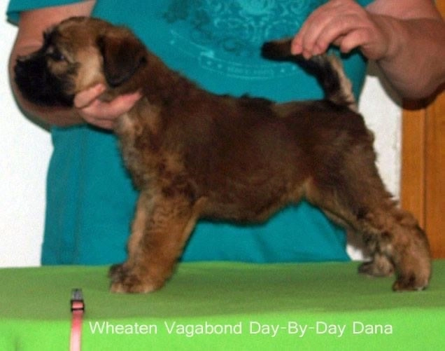 Wurf D von Wheaten Vagabond