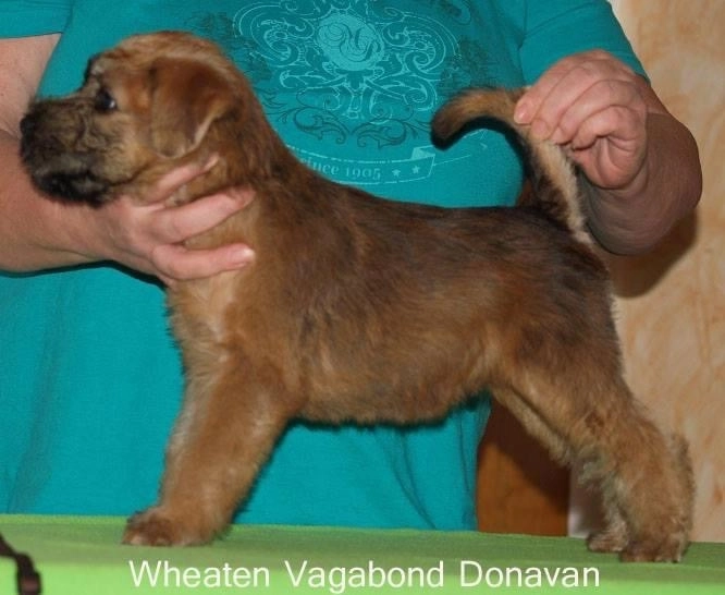 Wurf D von Wheaten Vagabond