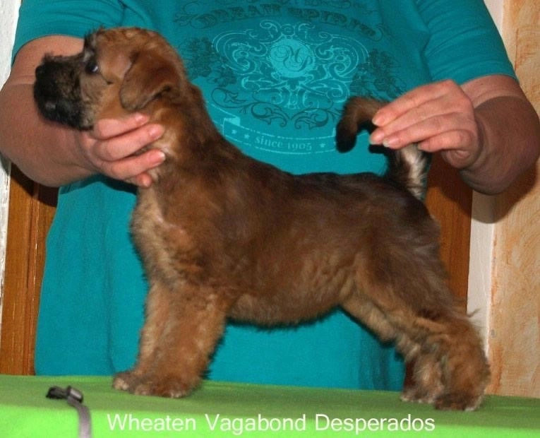 Wurf D von Wheaten Vagabond