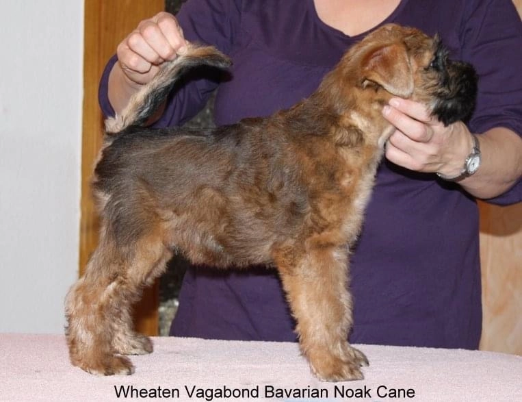 Wurf B von Wheaten Vagabond