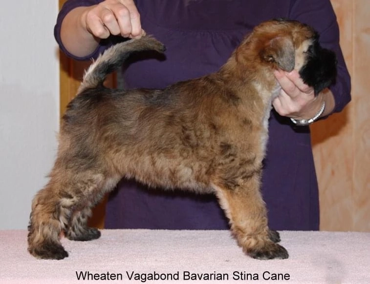 Wurf B von Wheaten Vagabond